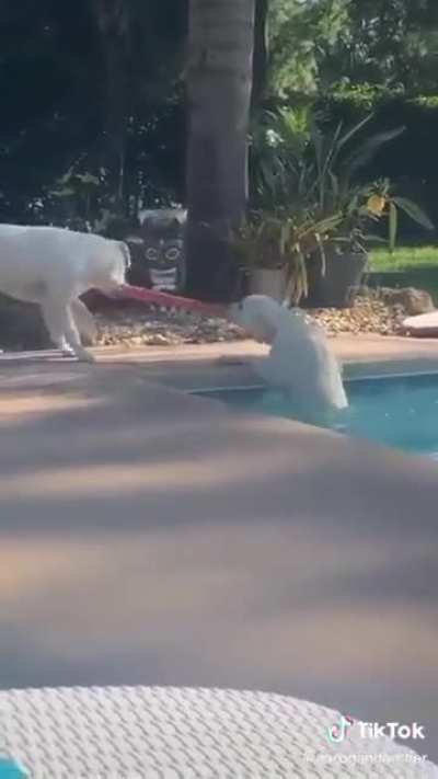 Helping his little sister out of the pool