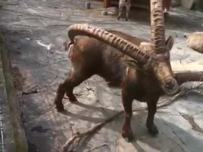 Thanks, I hate multi-functional goat horns.