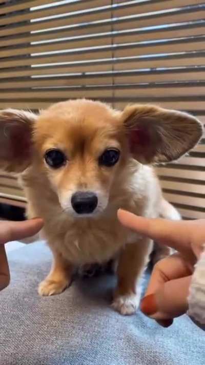 do not ear!