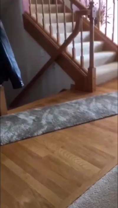 Ninja Cat Attack!