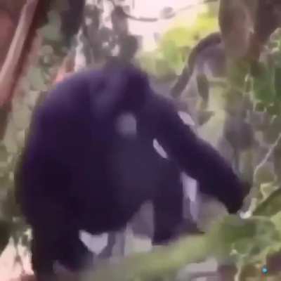 Renan posta video n&atilde;o &eacute; degusta&ccedil;&atilde;o de meme