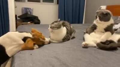 The cat's face