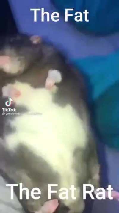 the fat