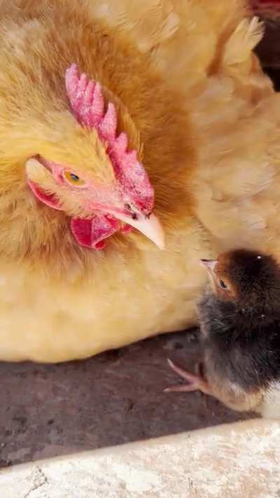 Over the moon excited about our first chick! Momma Betty is doing great!
