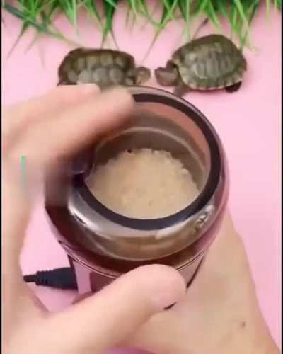 Turtle dance