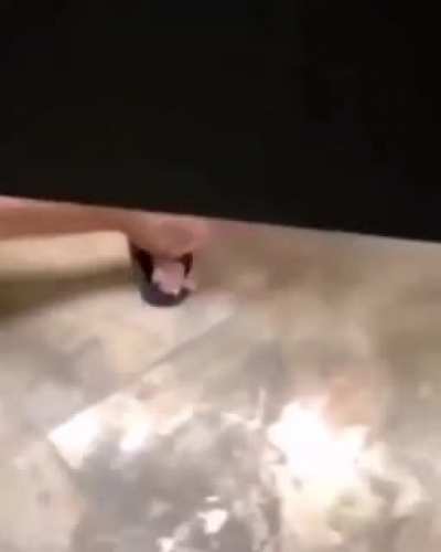Random toilet video