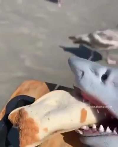 Those seagulls