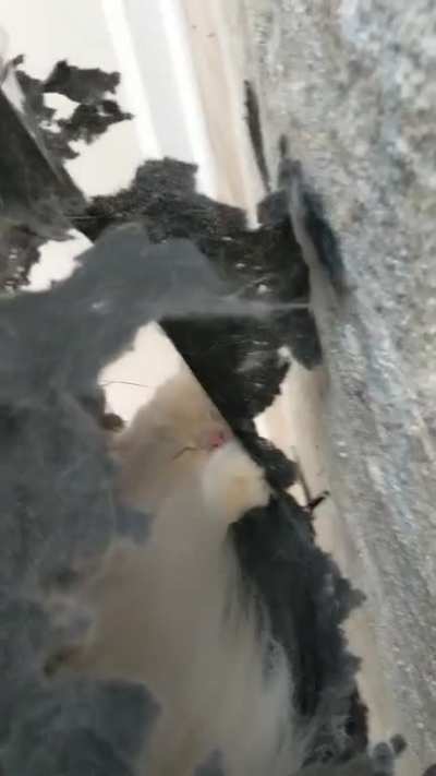 Where is he hiding?