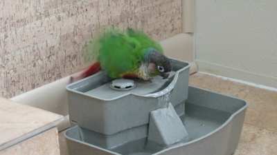 Sammy says "Shake your tail feathers!" It's wet chicken Wednesday.