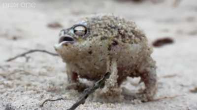 A very angry Pekora AH&darr;HA&uarr;HA&uarr;HA&uarr;HA&uarr;