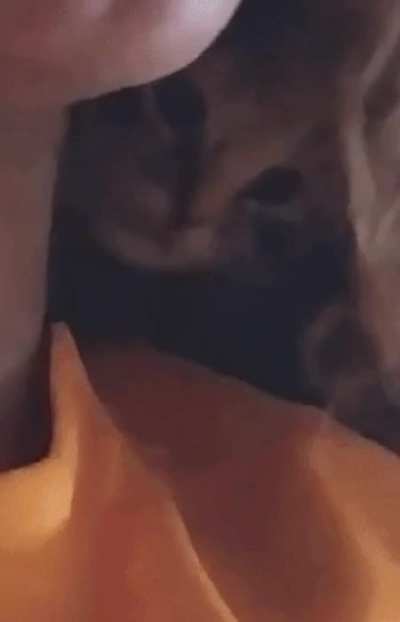 Illegally Smol Cat.