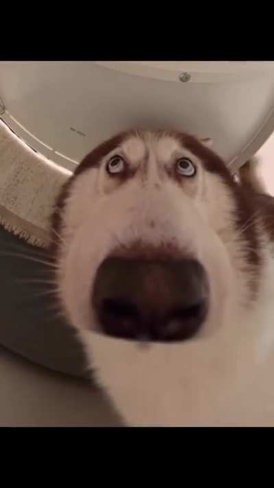 A husky with a 360&deg; camera