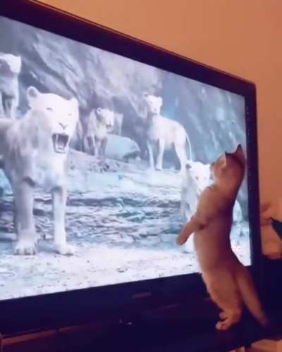Simba