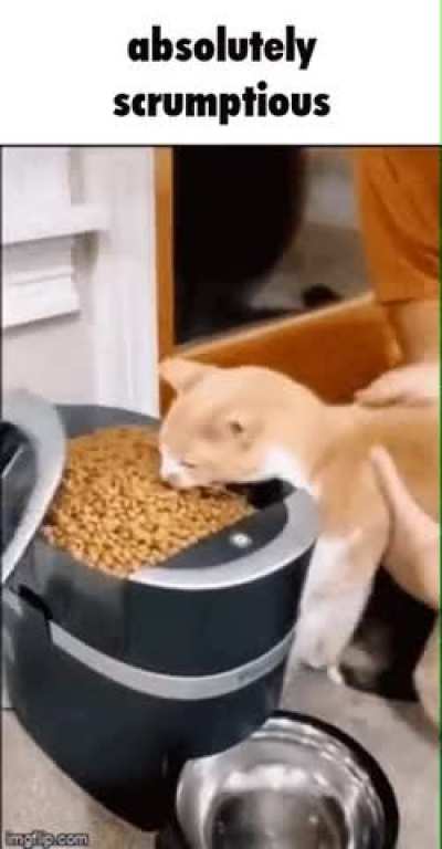 Absolutly Scrumptious