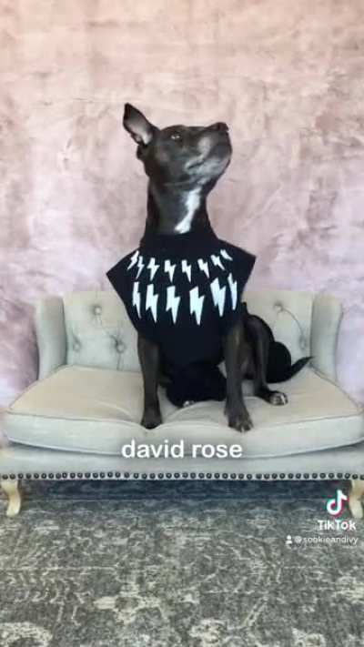 If Schitt&rsquo;s Creek had a picture day (modeled by my dog, Ivy)