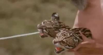 A man gets fed milk by two &ldquo;cheetahs&rdquo;