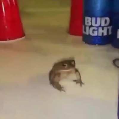 he frog