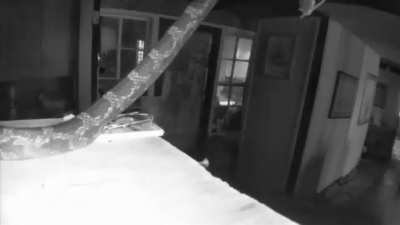 Security cam notification, and this is what I see&hellip;.