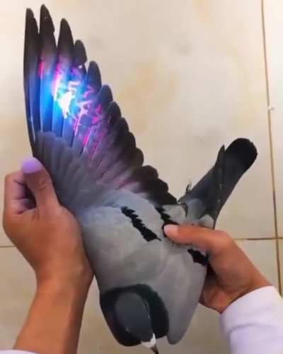 Shedding 