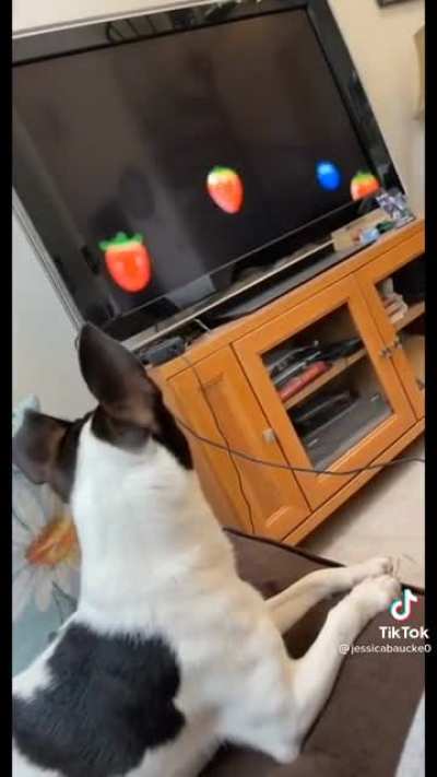 He does not like blueberries