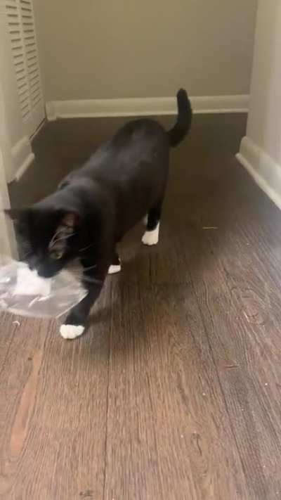 All the expensive toys,wall mounts &amp;amp; cat towers and this is his favorite toy (a potato wrapper)