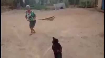 Rinha de velha com galo ao som de linkin park