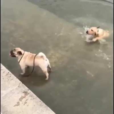 Just watched as the dog was trying to get out