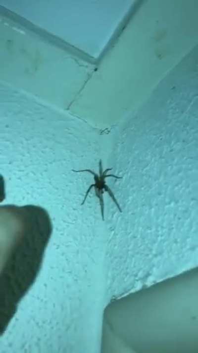 Spider perfectly cut scream.