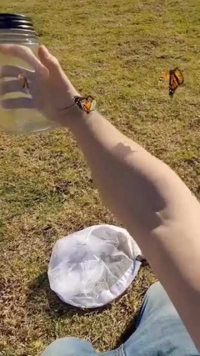 Blursed_catch