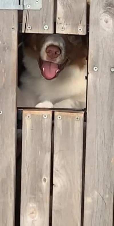 Doggo really went for the spin