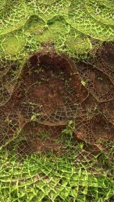 Fabric Of Reality