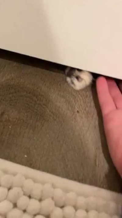 I&rsquo;m allergic so Stella can&rsquo;t be in my personal bathroom. She takes a personal offense to this!