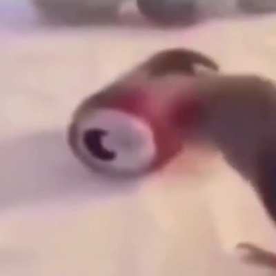 Birb
