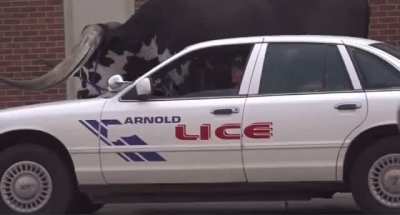 Nebraska police pull over man with a bull riding in the passenger&rsquo;s seat