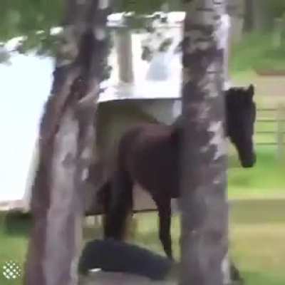 [ALL] Horse responds to Epona's Song