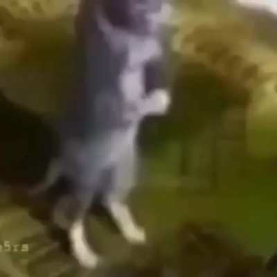 ???