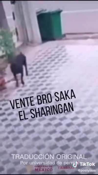Baile del troleo