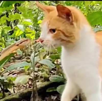 To attack a cat