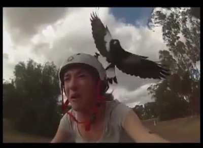 Aussie Magpies