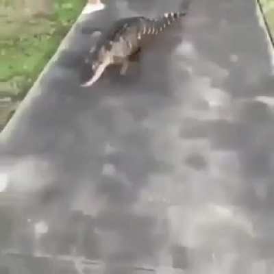 Mr. Gator 🐊