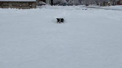 Snow day!