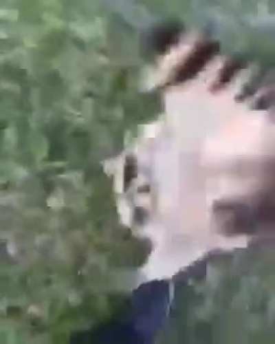Boogie raccoon