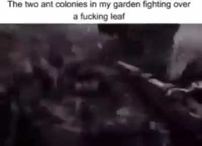 Ant rule