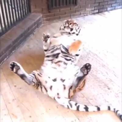 Belly rub please