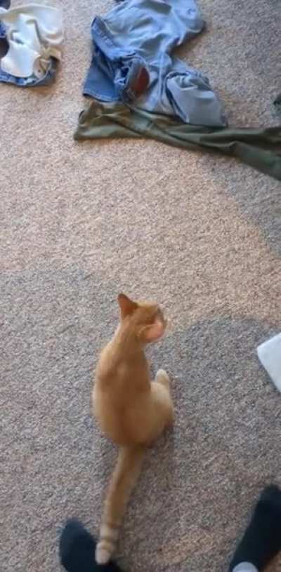 Cat and owner harmonize