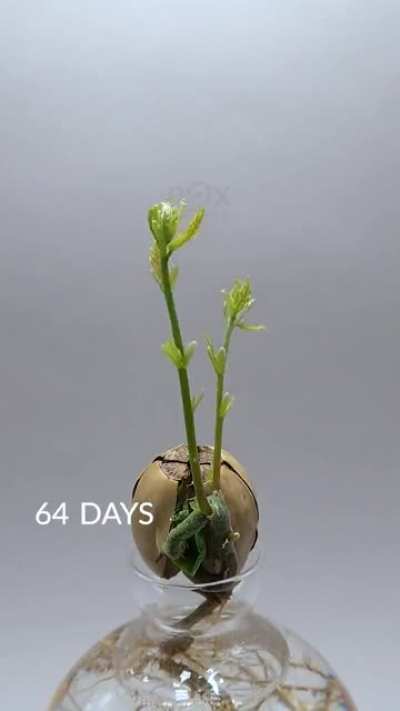 🔥 Time lapse of an oak tree sprouting from an acorn