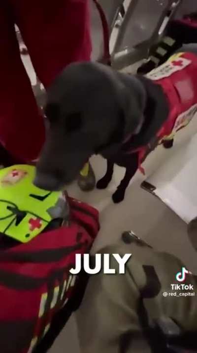 Emergency/rescue dogs and handlers going to Turkey