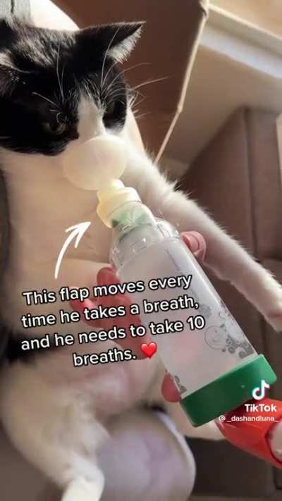 Asthmatic cat has to use inhaler