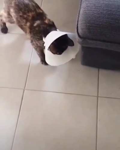 Kitty&rsquo;s reactions are a bit off after their operation
