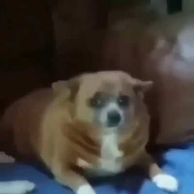 lazy fat twat dog